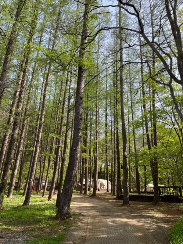 평창 휘게포레스트, 왜 '7성급 캠핑장'이라 불리는가?