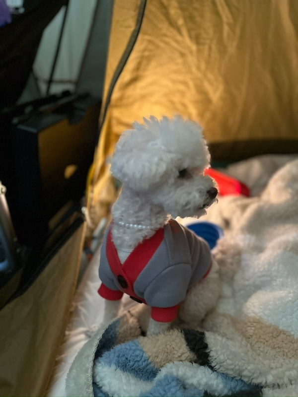 [골짜구니캠핑장]강아지랑 어디로 떠날까? 고민 끝!!! 물소리...