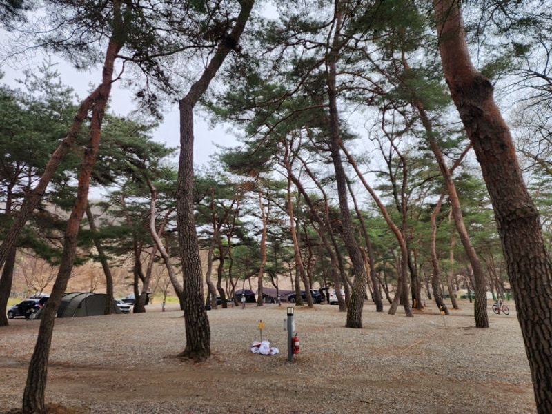 후평숲캠핑장 둘러보기 - 소나무 그늘 가득한 괴산캠핑장