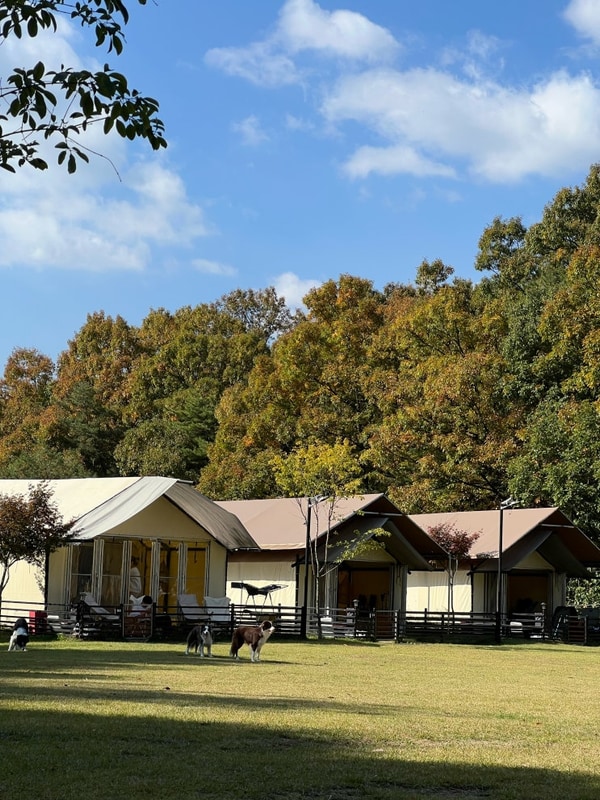 충북 괴산 애견캠핑장 개차반캠핑장 내돈내산 후기