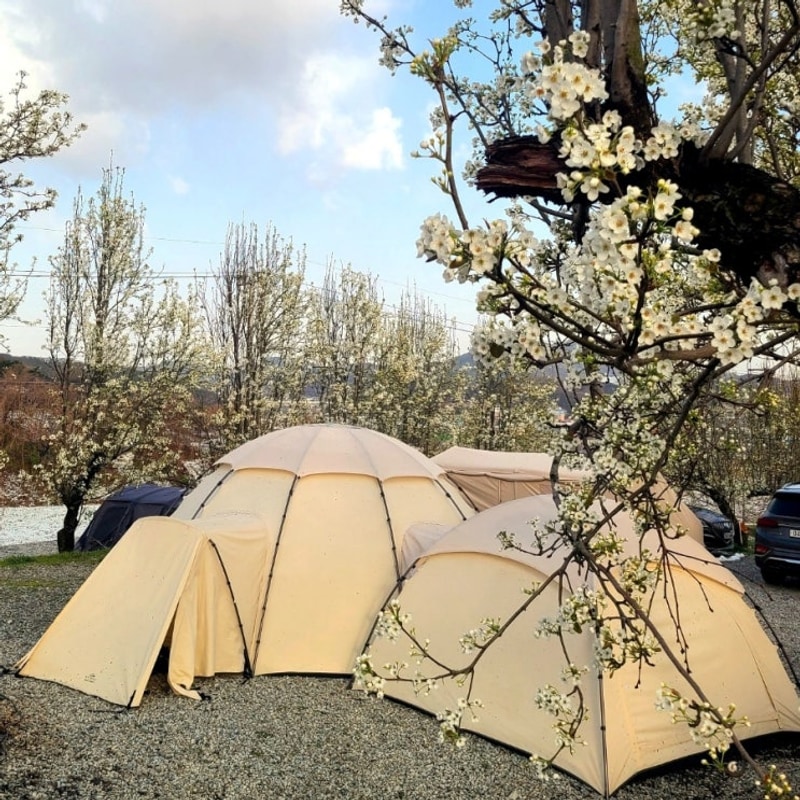 충남 예산 팜앤투어캠핑장 배꽃 캠핑 후기