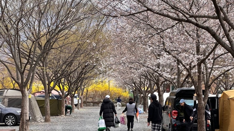 벚꽃캠핑 밀양표충오토캠핑장