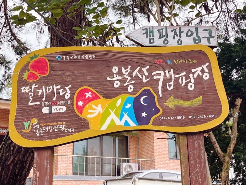 대하잡기체험 할 수 있는 홍성 용봉산캠핑장