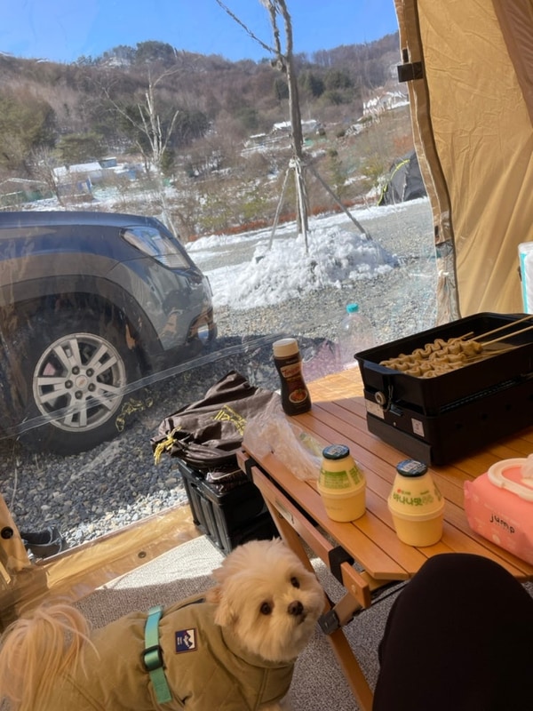 월현포레스트 캠핑장 애견동반 후기, 횡성 캠핑장, 설캠핑