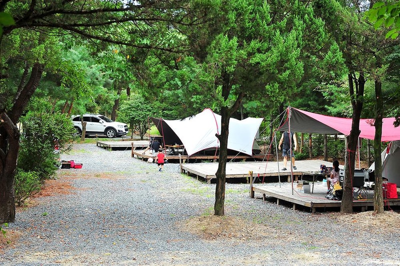 핫도그342애견글램핑카라반 주식회사 시설 사진 10