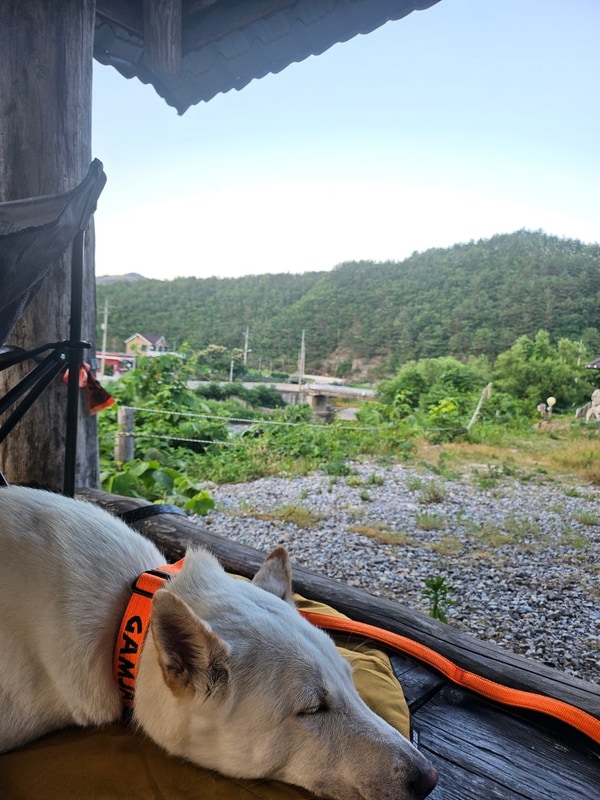 [애견캠핑] 부라보캠프 with 진돗개 (feat. 시설 & 자리 소개)