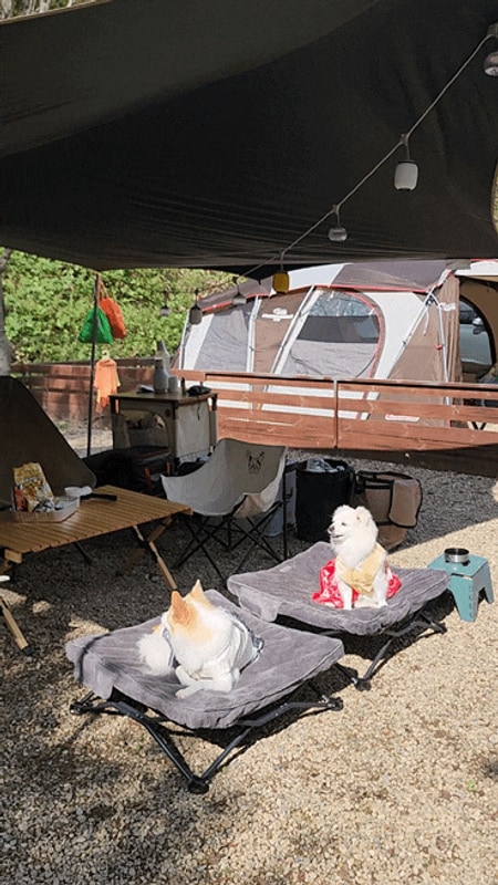 추석캠핑 | 경북 고령 트리독스 애견전용 캠핑장 (개별울타리)...
