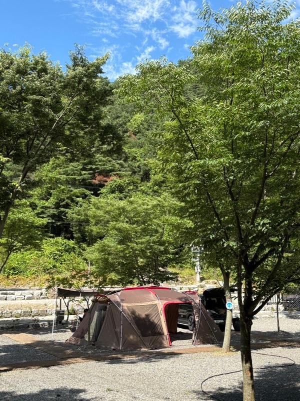 [ 둥이네 캠핑⛺️ : 깨끗하고 친절한 정읍 일곱식구캠핑장...