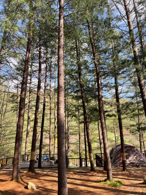 평창 리조트형 캠핑장 휘게포레스트 B2