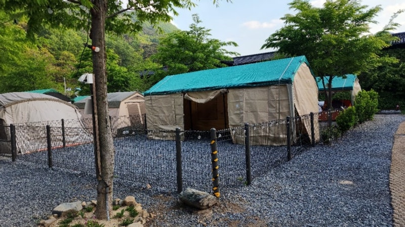 반려견과 아이가 함께 즐기는 감성캠핑장 제천패밀리오토캠핑장