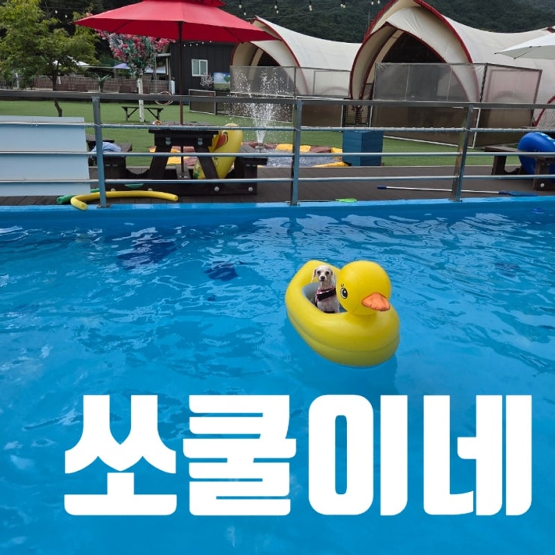 백운계곡 애견동반 펜션 쏘쿨이네 포천 애견 글램핑