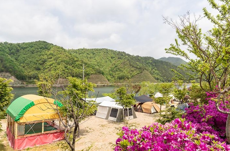 캠핑장GO #009 옥천 마로니에숲 캠핑장 - 자연과 체험으로 꽉...