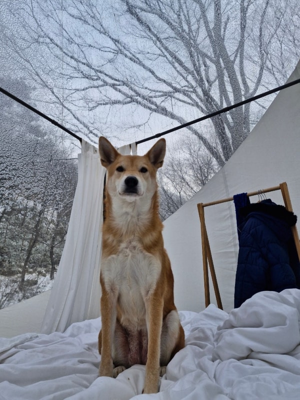 [임실]투명돔캠핑=저스트글램핑/임실치즈테마파크 애견동반