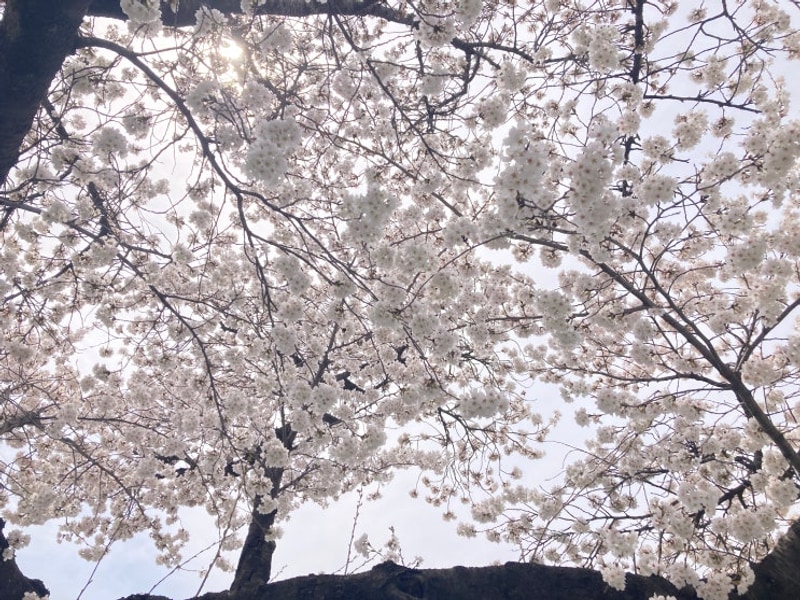 경주 벚꽃 대릉원 첨성대 황리단길 휴앤락 캠핑장 재방문 후기