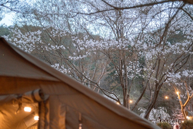 [캠핑일기9] 봉화별캠핑장 A-1 : 조용한 노키즈 느좋 벚꽃캠핑장