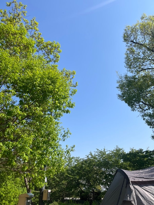 [캠핑]천안 태학산 자연휴양림 오토캠핑장 A구역(명당)