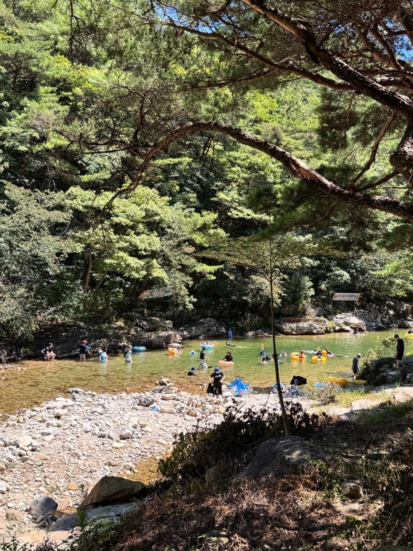 충청도 괴산 쌍곡계곡 평상대여 시설 좋은 솔밭캠프 캠핑장...
