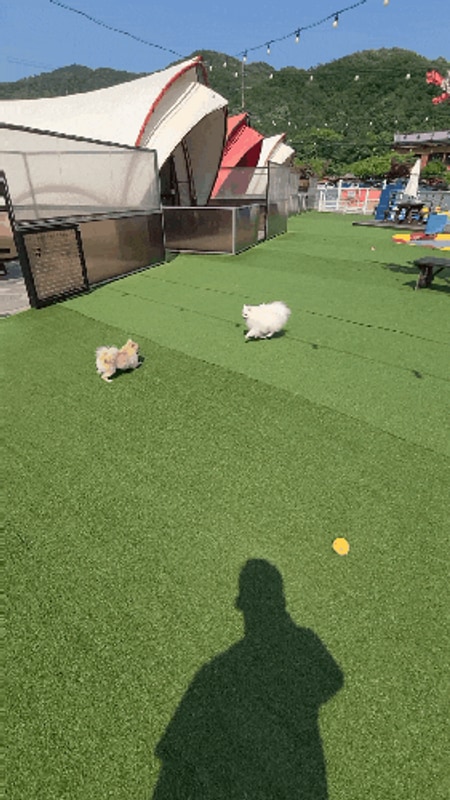 여행, 포천 쏘쿨이네 글램핑! 포천글램핑 포천애견글램핑...