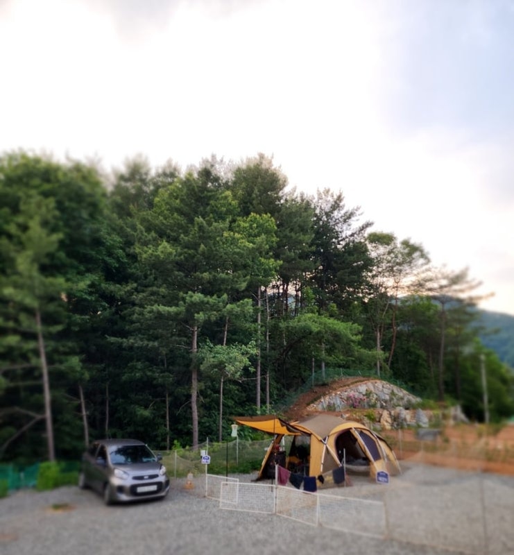 [모닝부부캠핑11] 2025 캠핑 4 - 홍천태극캠핑장 (애견8 - > 10)