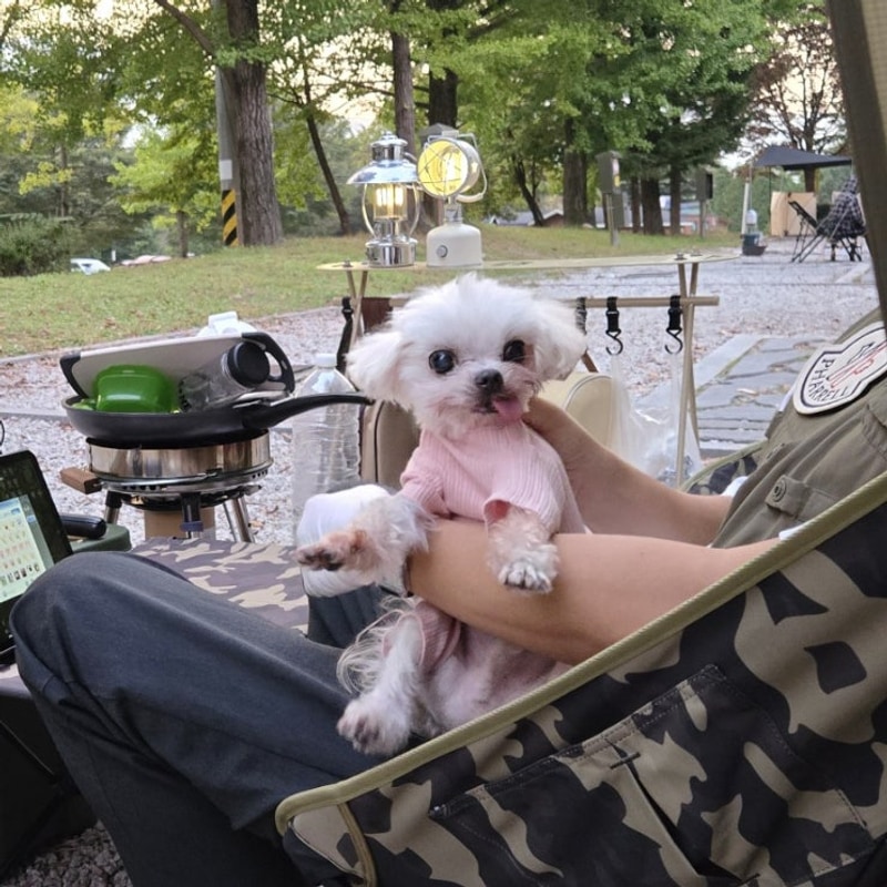 [애견 동반 캠핑장] 포천 비둘기낭 캠핑장으로 우리집 보물...