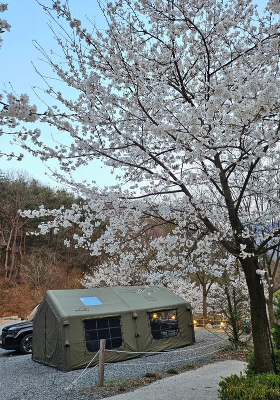[경북 고령-벚꽃캠핑] '숲에 안기다' 캠핑장