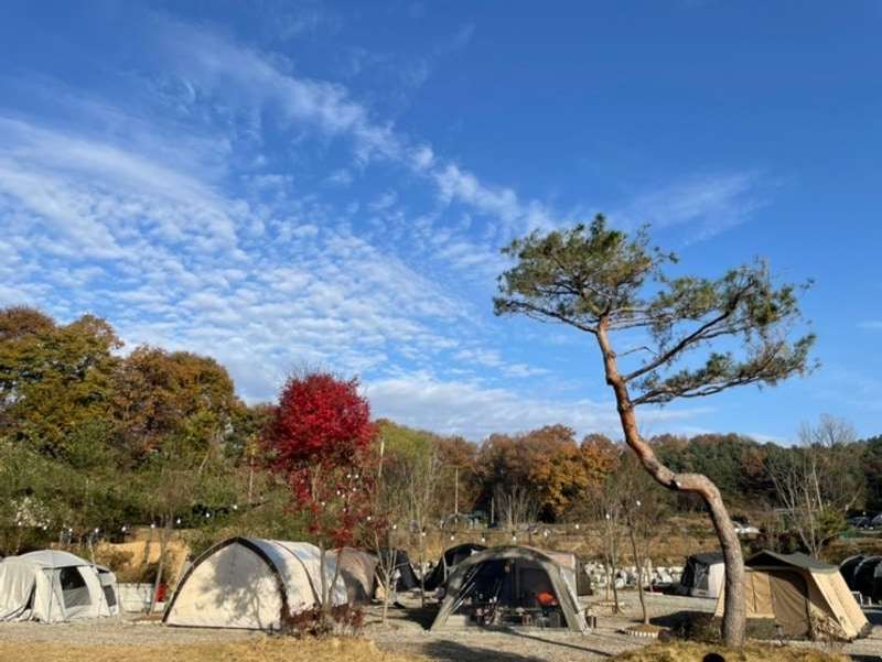 여주 | 그린바움 캠핑장 A5 사이트 가을 캠핑 2박 후기