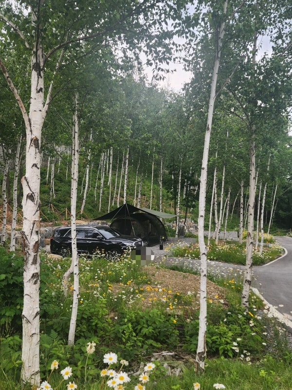태백 매봉산 천상의 숲 캠핑장