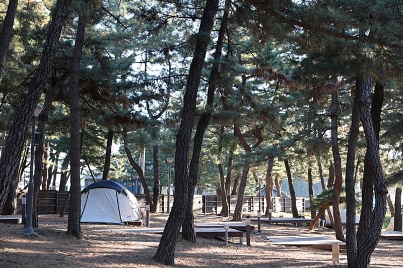 삼척 맹방비치캠핑장/보현산자연휴양림/흥림산자연휴양림...