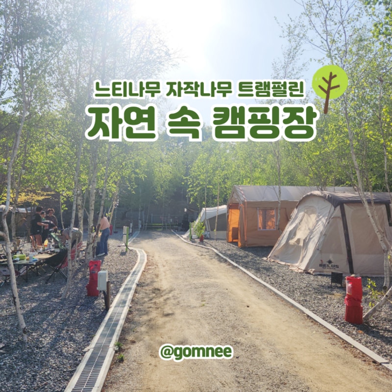 파주오토캠핑장 아직 알려지지 않은 나무와쉬리