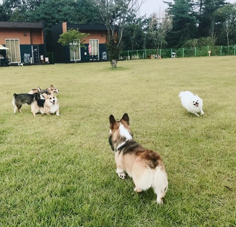 랩도그빌애견캠핑장 시설 사진 23