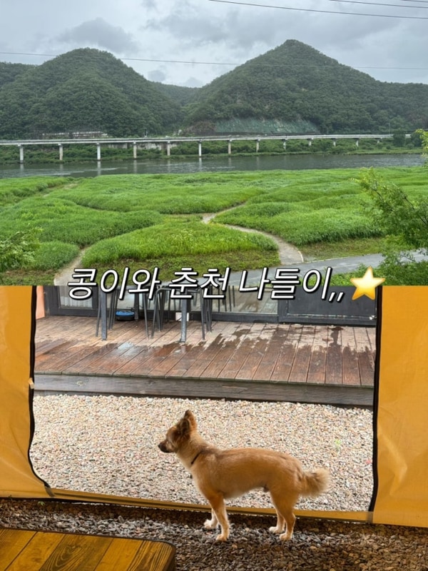 춘천 반려견동반 여행 기록 : 그레이스 글램핑, 카페 THE1939...