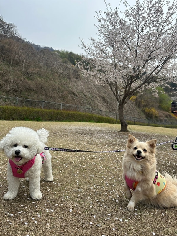 또바기스파글램핑 가평 애견동반 글램핑 추천