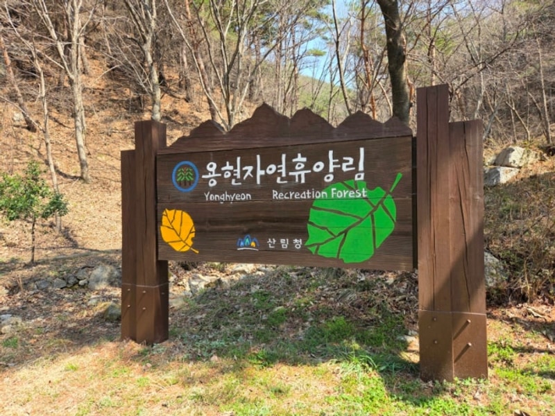 용현자연휴양림 야영장 캠핑 후기 데크정보 벚꽃 캠핑 대신...