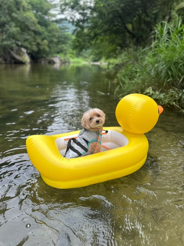 가평 애견동반캠핑장 캠핑소리 251에서 강아지랑 계곡캠핑...
