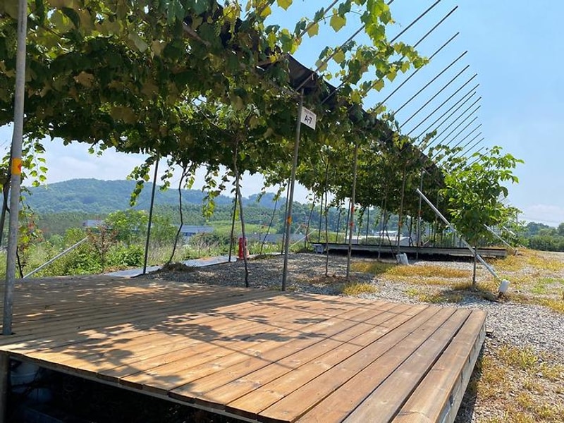 포도길 캠핑장 대표 사진