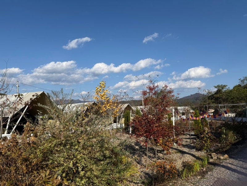 감성캠핑장 가평 나아정 캠핑장 후기 <애견동반가능> / 가평...