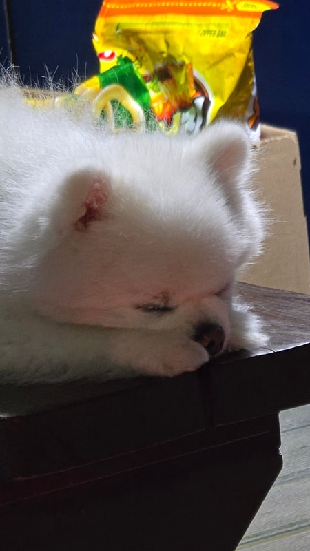 봄 벚꽃 시즌 캠핑(밀양 알프스 캠핑장)