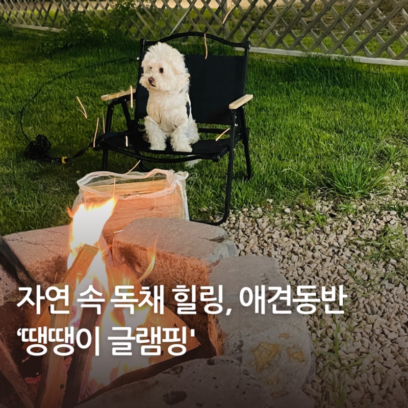 장흥 땡땡이 글램핑 겨울 로얄 광주 근교 글램핑 애견동반 여행