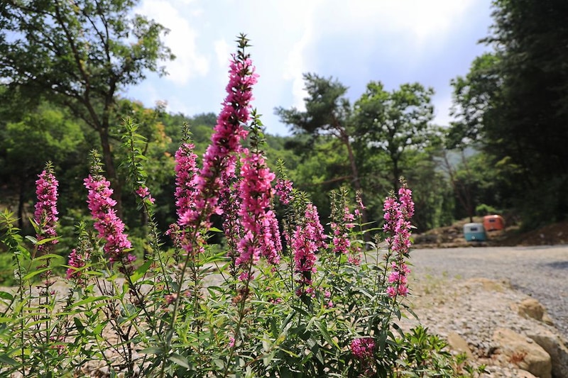 어거스트캠핑장 시설 사진 13