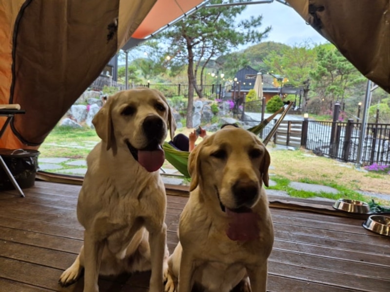 [대전] 캠프향기, 대형견 동반 가능한 글램핑