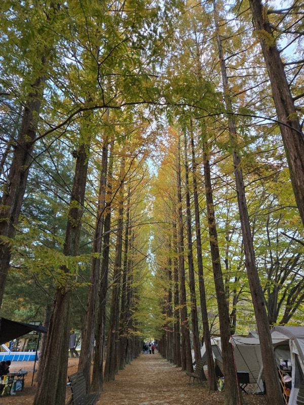 [캠핑장추천]영월 메타세콰이어길 명소"보보스캇캠핑장"