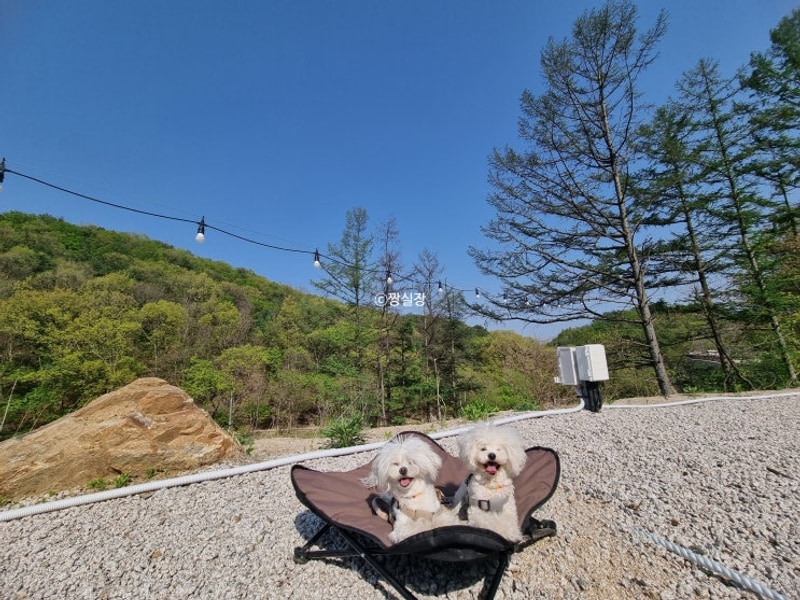 포천캠핑장 포레스트사운드캠핑장 후기 신생 마운틴뷰...