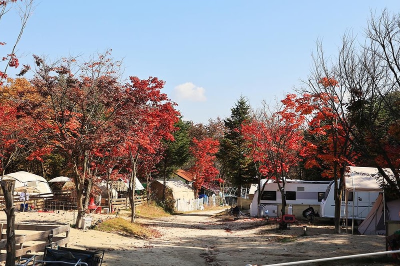 위드독스in포천 시설 사진 2