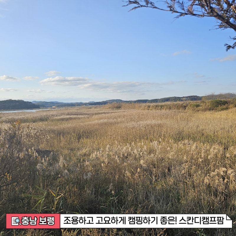 [충남 보령] 조용하고 고요하게 캠핑하기 좋은! 스칸디 캠프팜