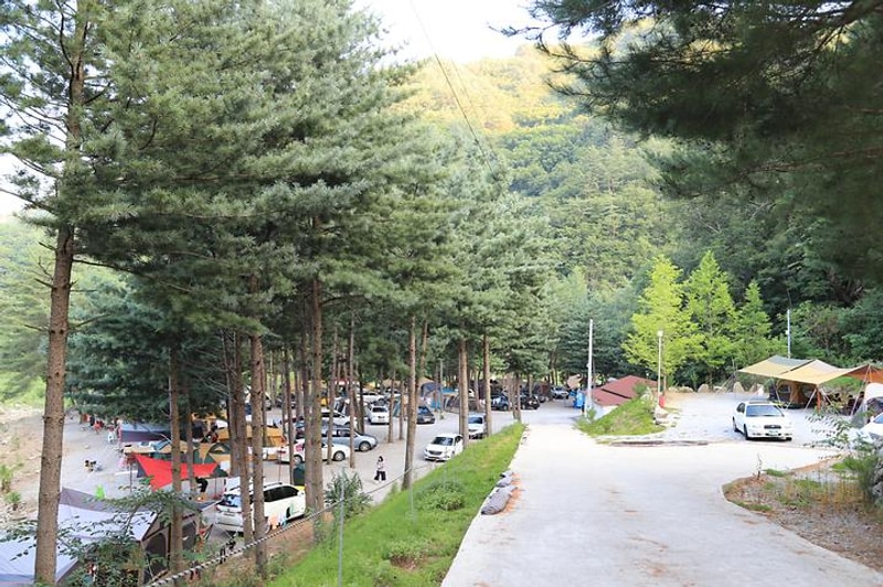 사랑나무 캠핑장 대표 사진