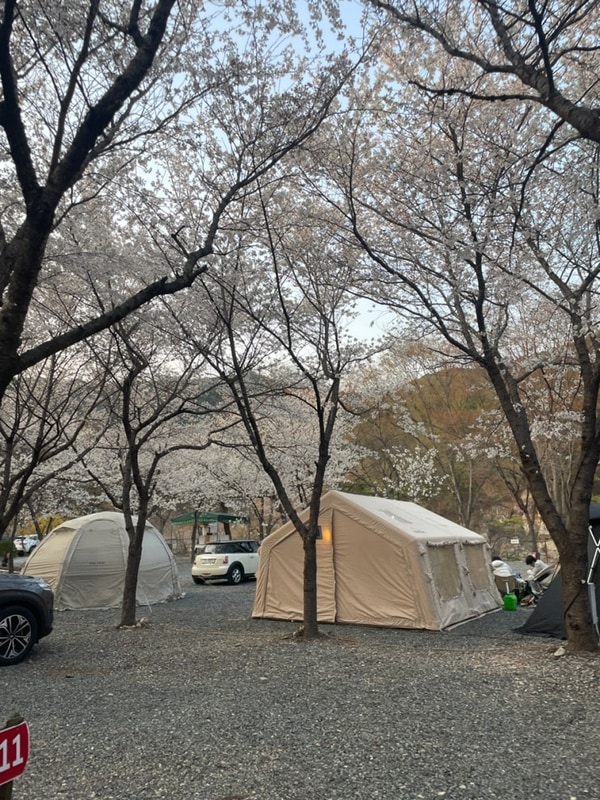 청도 벚꽃 캠핑장, 자연속 캠핑장 운문사 벚꽃개화현황 250405