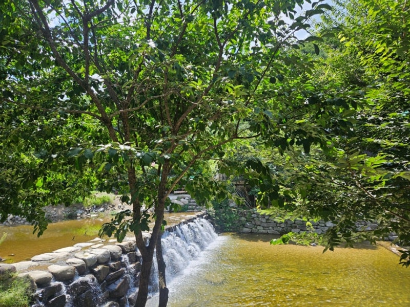 대구 근교 팔공산 군위 솔밭야영장 평상대여 계곡 물놀이장