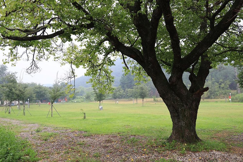 숲속의드림캠프야영장 시설 사진 6